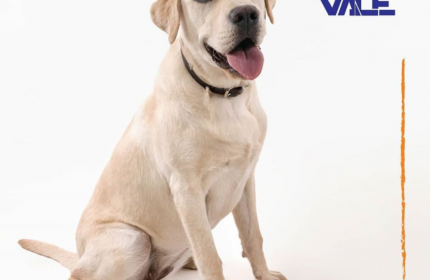 CACHORRO
